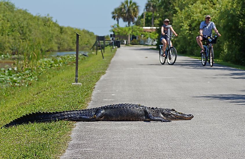 Bicyclists cruise past an alligator sunning itself on the pavement at Shark Valley in Everglades National Park.