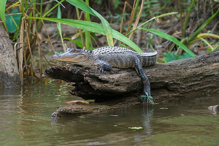 Honey Island Swamp American Alligator