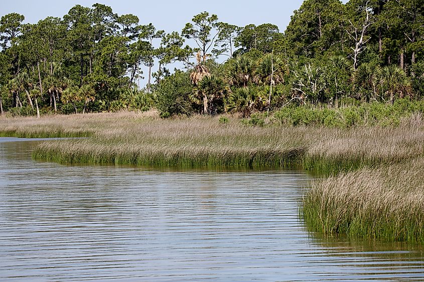 Low sedges along the Apalachicola River.