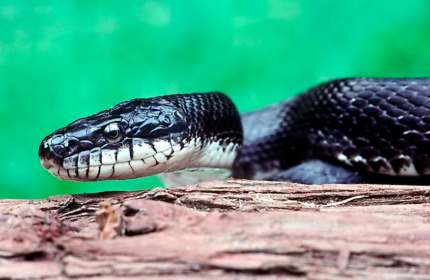 Close-up of a Black Rat Snake (Elaphe obsoleta).