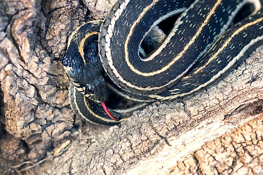 Northern Mexican garter snake 