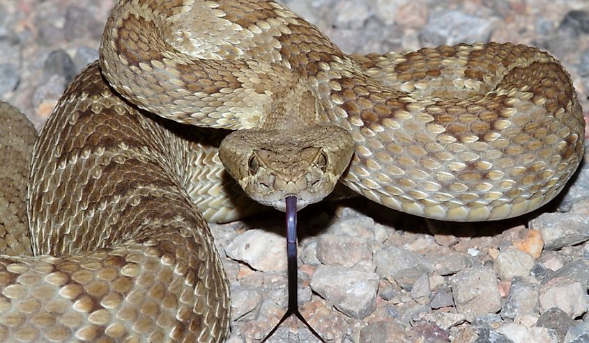  The Mojave Rattlesnake; the most deadly snake in the United States.