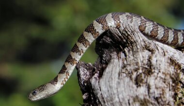 7 Snake Infested State Parks In Indiana