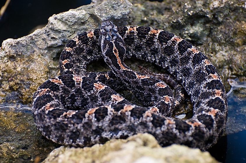 Pygmy rattlesnake