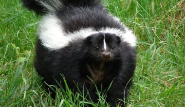 Skunk found in Egg Harbor Township confirmed to have rabies
