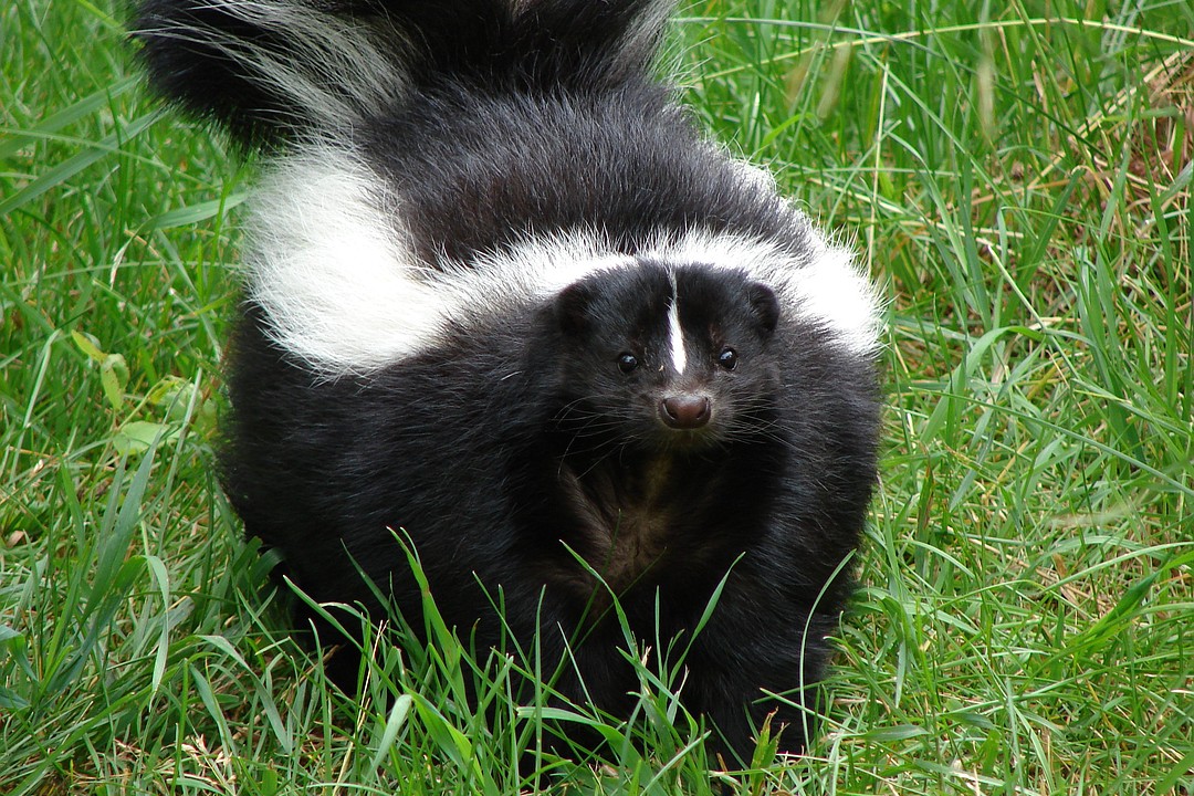 Skunk found in Egg Harbor Township confirmed to have rabies