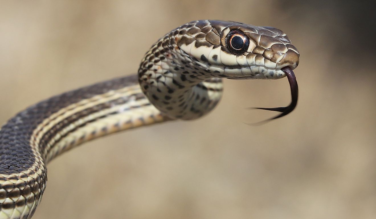5 Snake Hotspots In Arizona