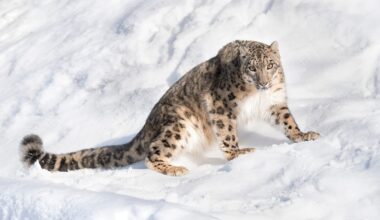 A snow leopard in among snow, looks at the camera