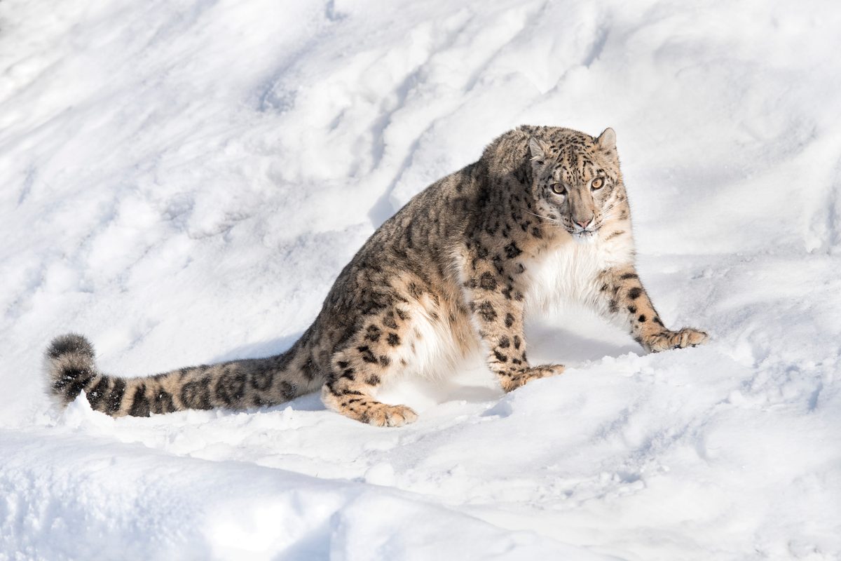 A snow leopard in among snow, looks at the camera