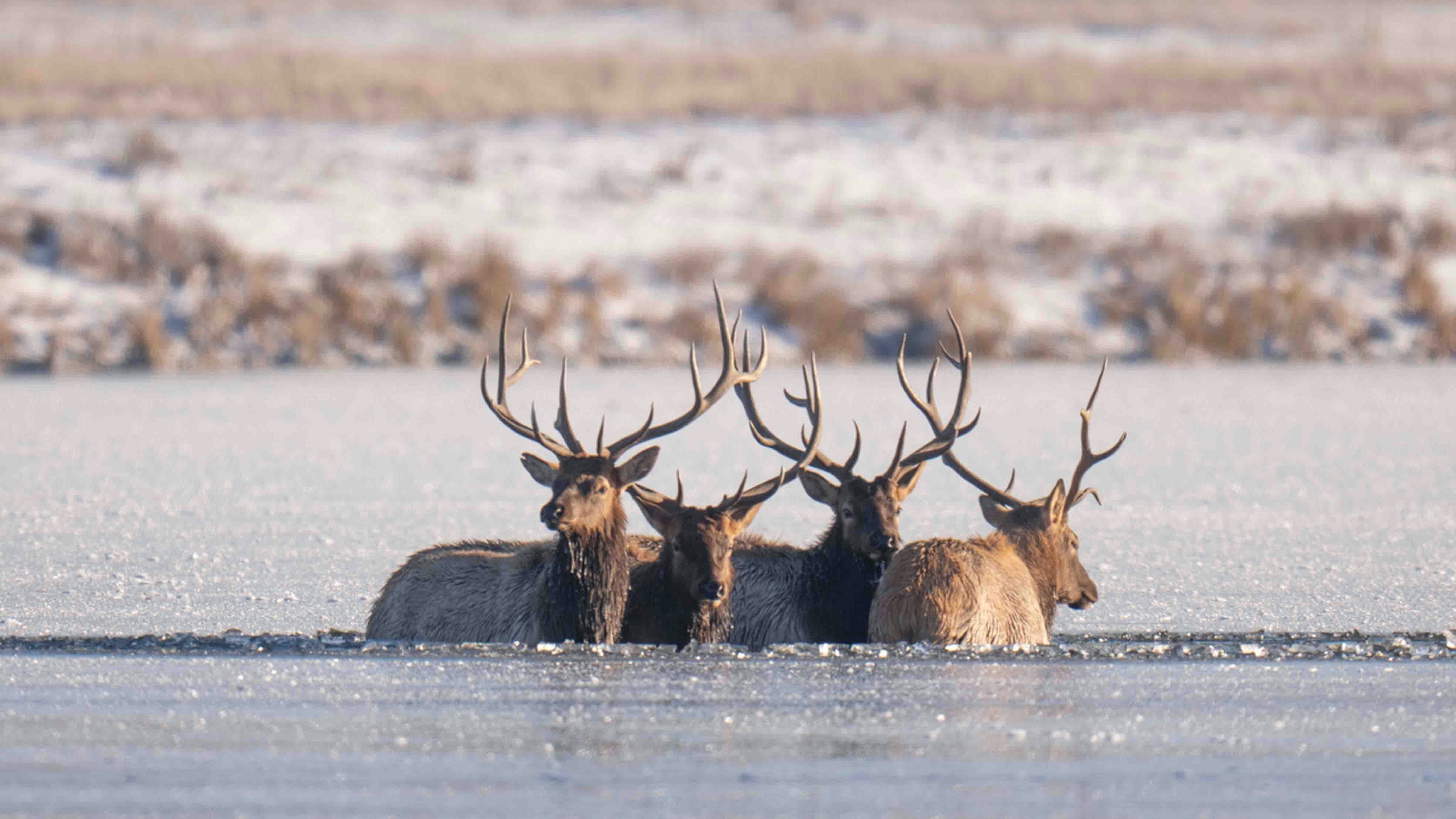 Photographer Beth Moos captured the dramatic rescue of four bull elk, which involved some aerial dynamics provided by a helicopter from Central Copters Inc.