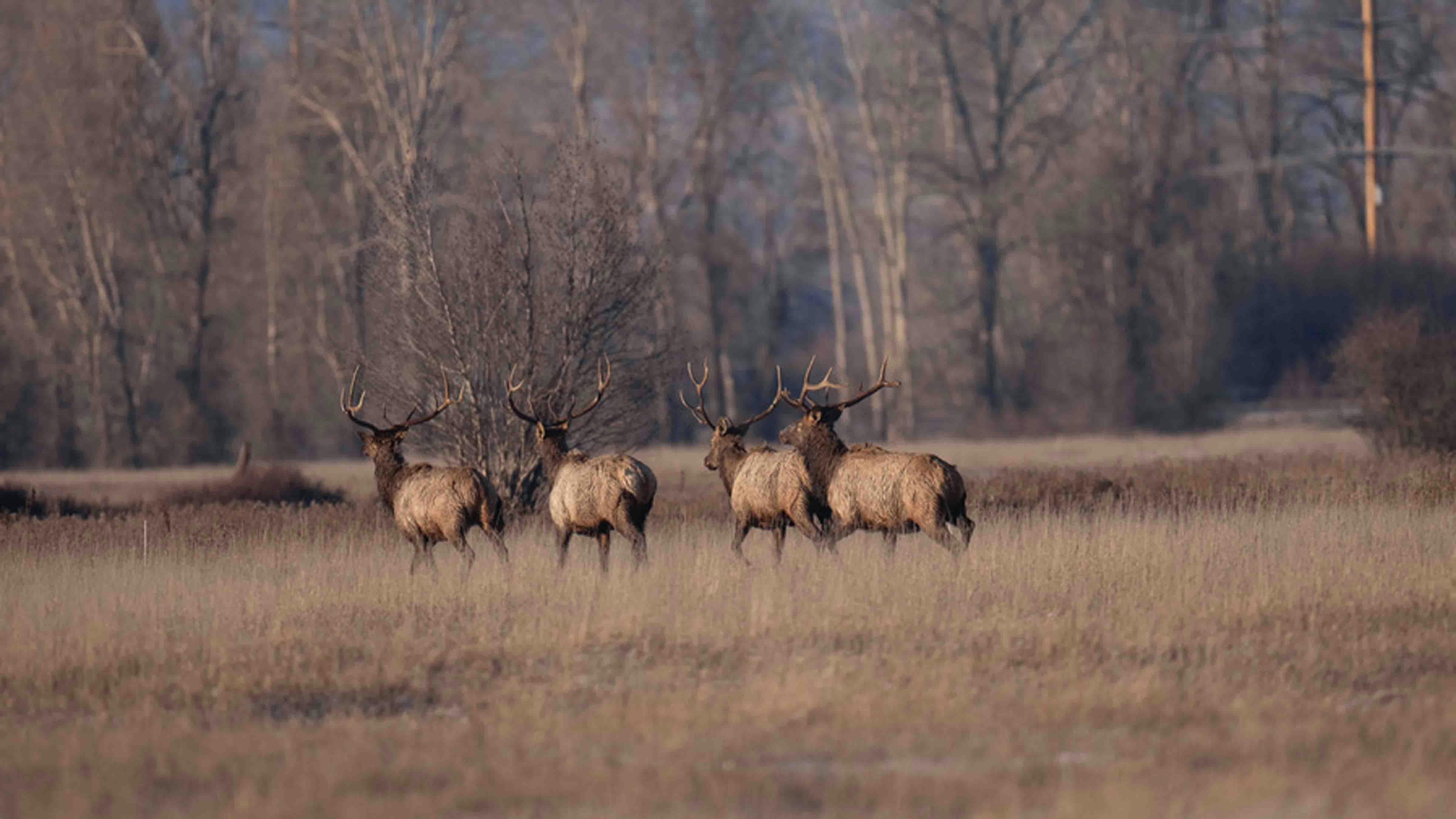Photographer Beth Moos captured the dramatic rescue of four bull elk, which involved some aerial dynamics provided by a helicopter from Central Copters Inc.
