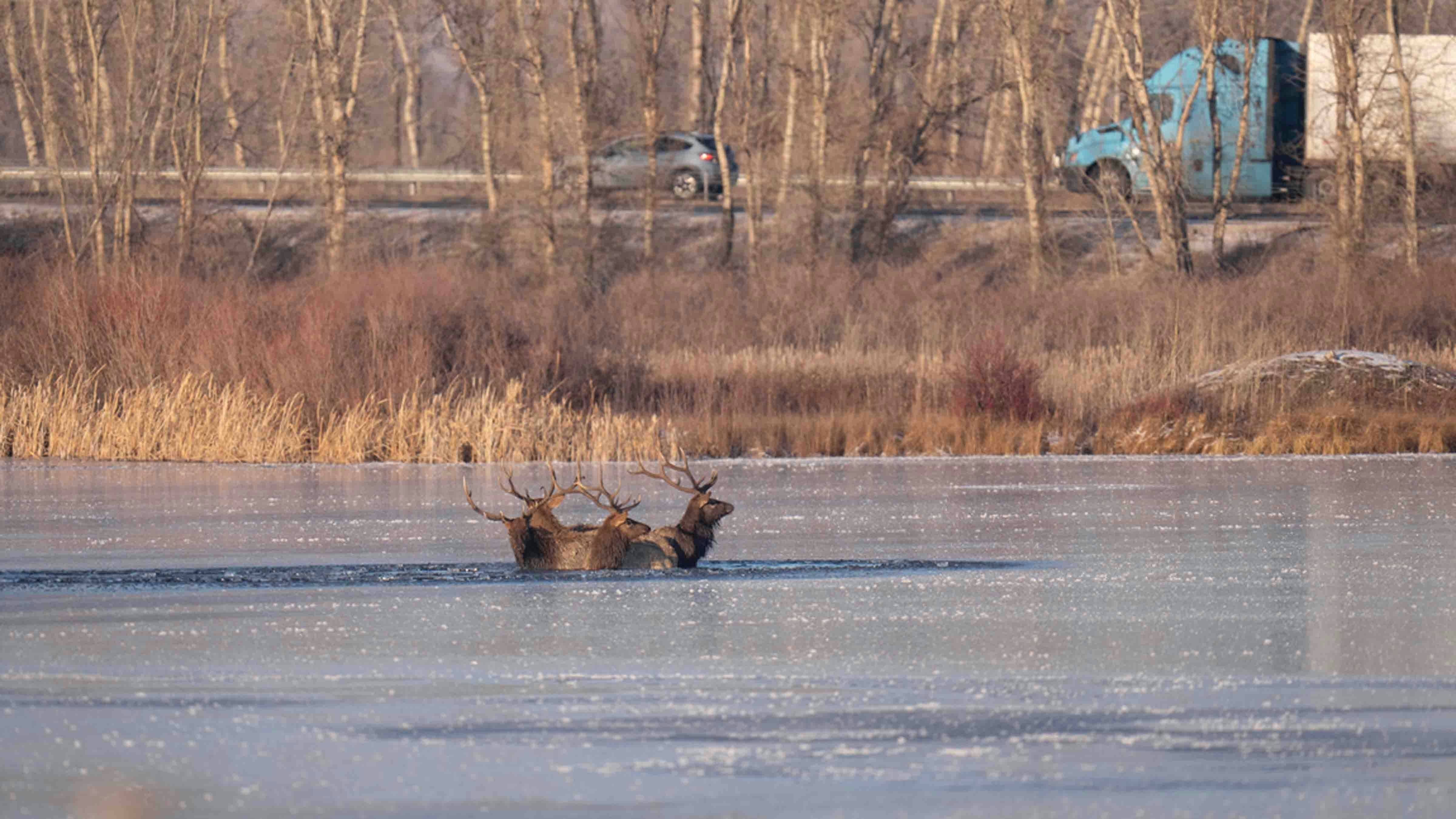 Photographer Beth Moos captured the dramatic rescue of four bull elk, which involved some aerial dynamics provided by a helicopter from Central Copters Inc.