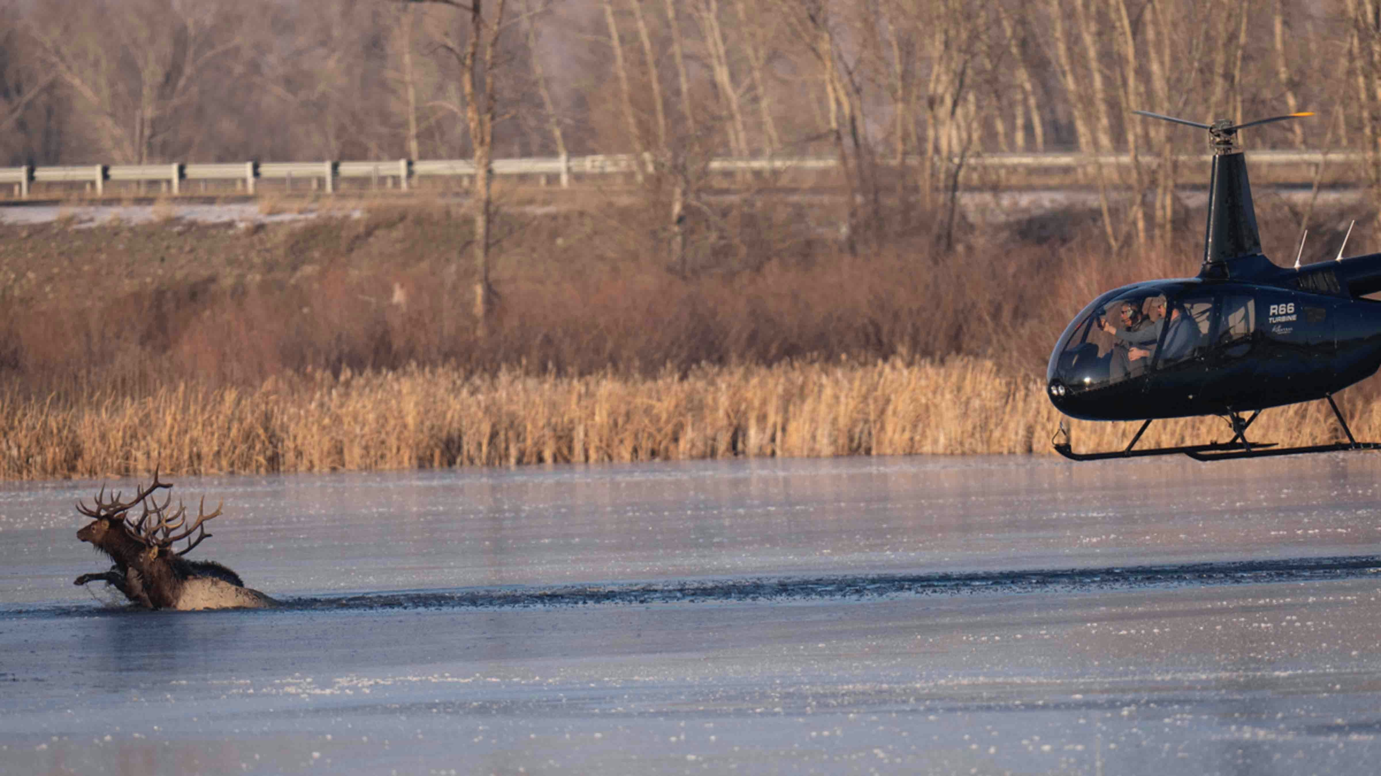 Photographer Beth Moos captured the dramatic rescue of four bull elk, which involved some aerial dynamics provided by a helicopter from Central Copters Inc.