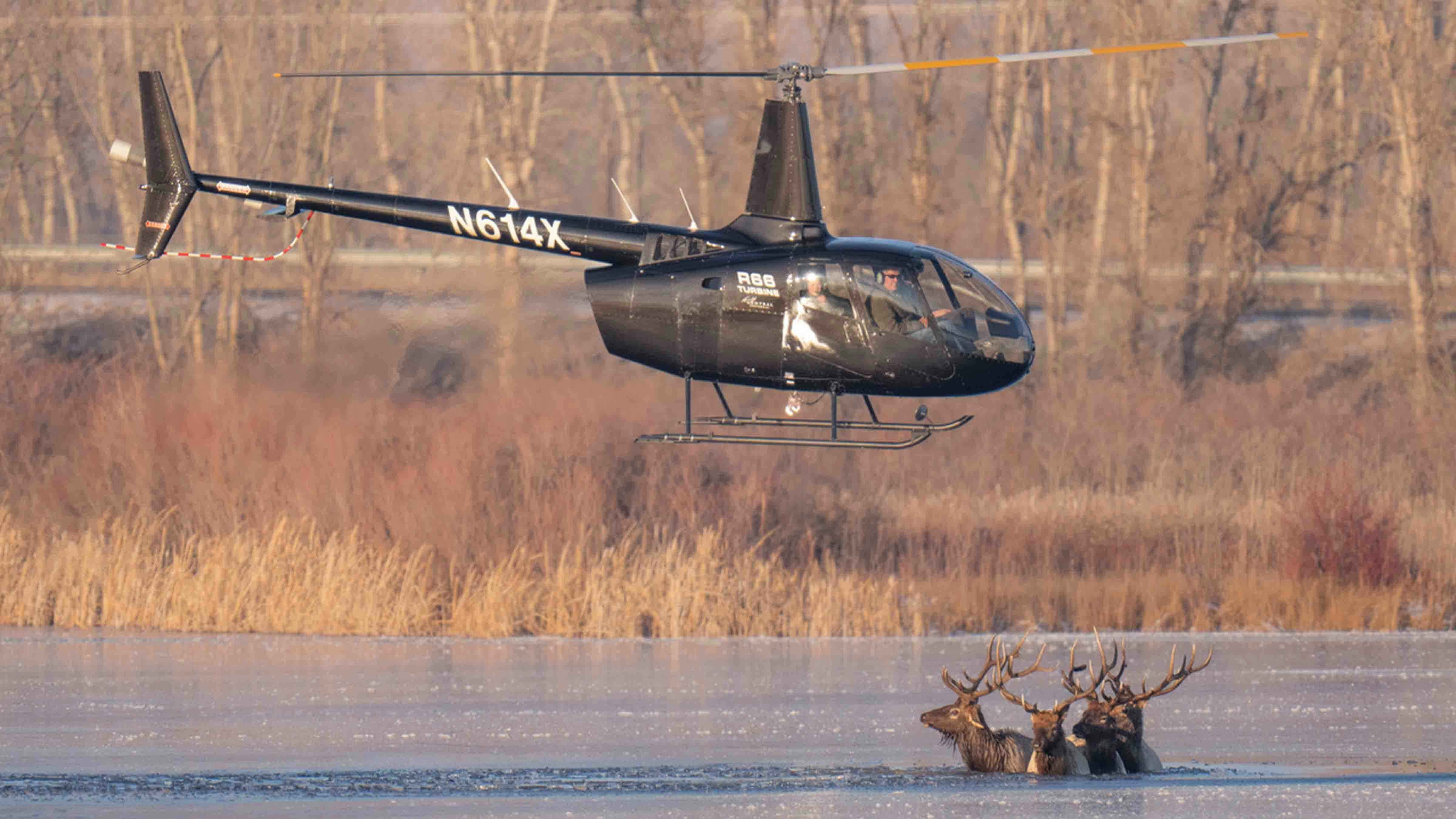 Photographer Beth Moos captured the dramatic rescue of four bull elk, which involved some aerial dynamics provided by a helicopter from Central Copters Inc.