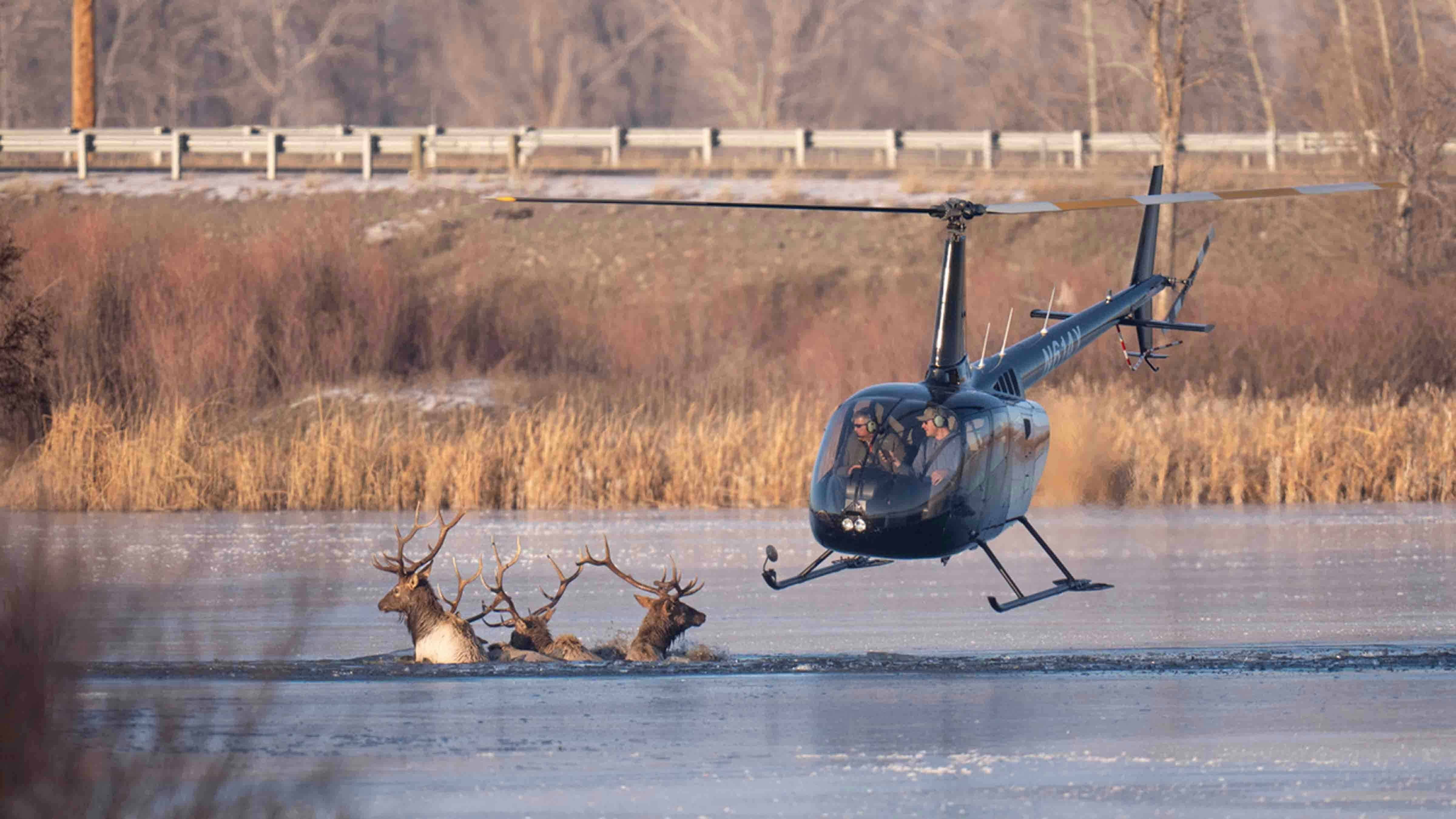 Photographer Beth Moos captured the dramatic rescue of four bull elk, which involved some aerial dynamics provided by a helicopter from Central Copters Inc.