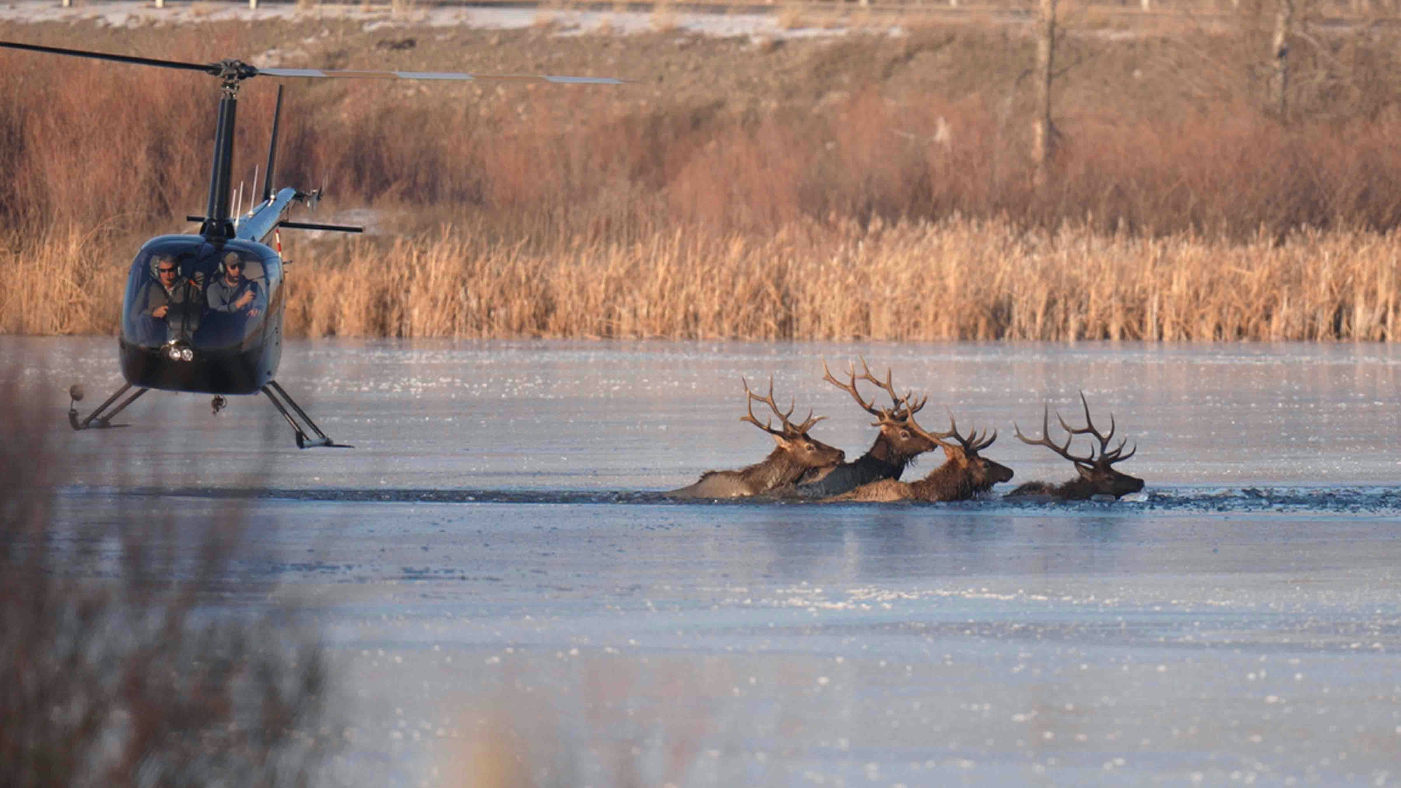Photographer Beth Moos captured the dramatic rescue of four bull elk, which involved some aerial dynamics provided by a helicopter from Central Copters Inc.