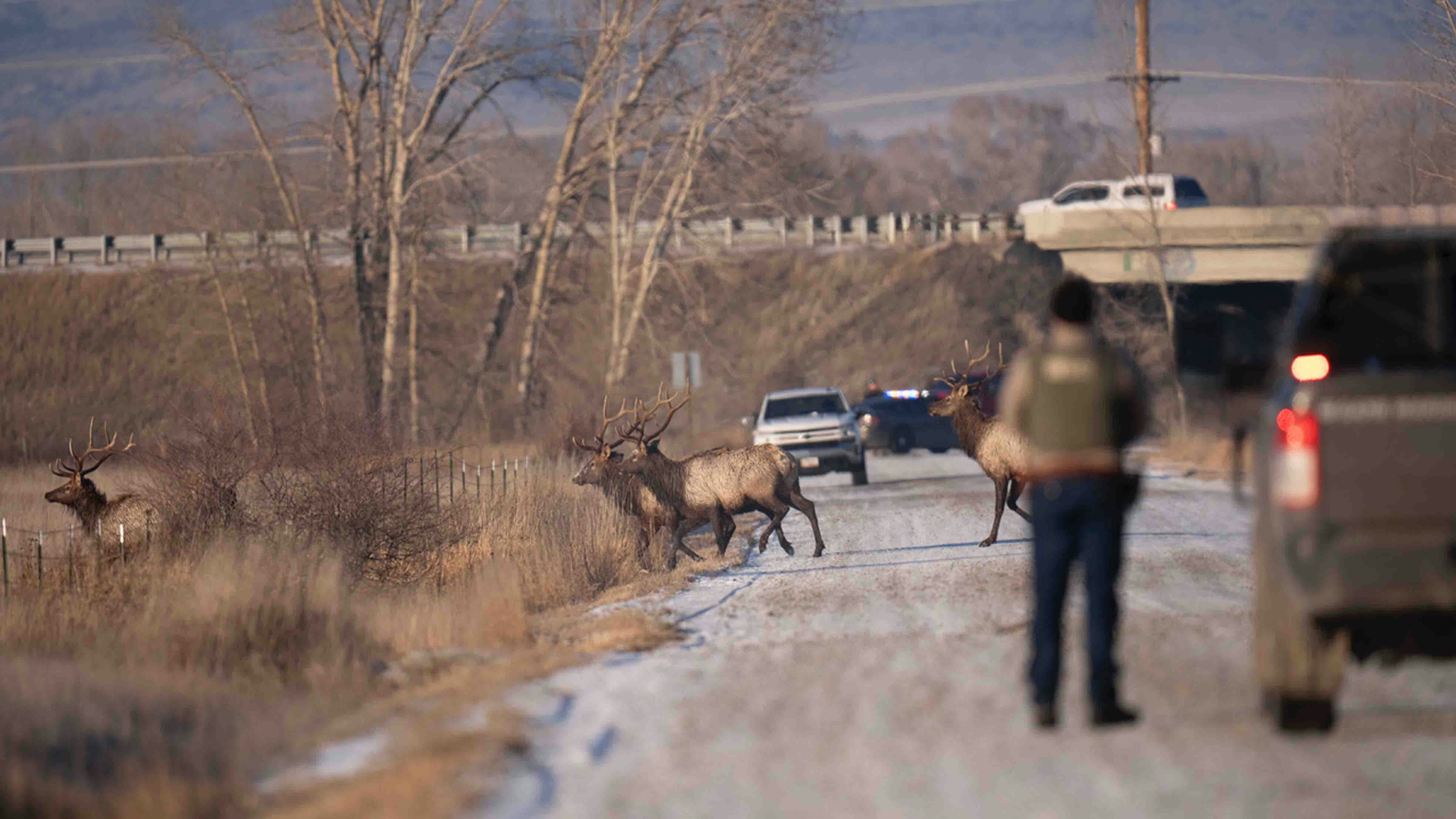 Photographer Beth Moos captured the dramatic rescue of four bull elk, which involved some aerial dynamics provided by a helicopter from Central Copters Inc.