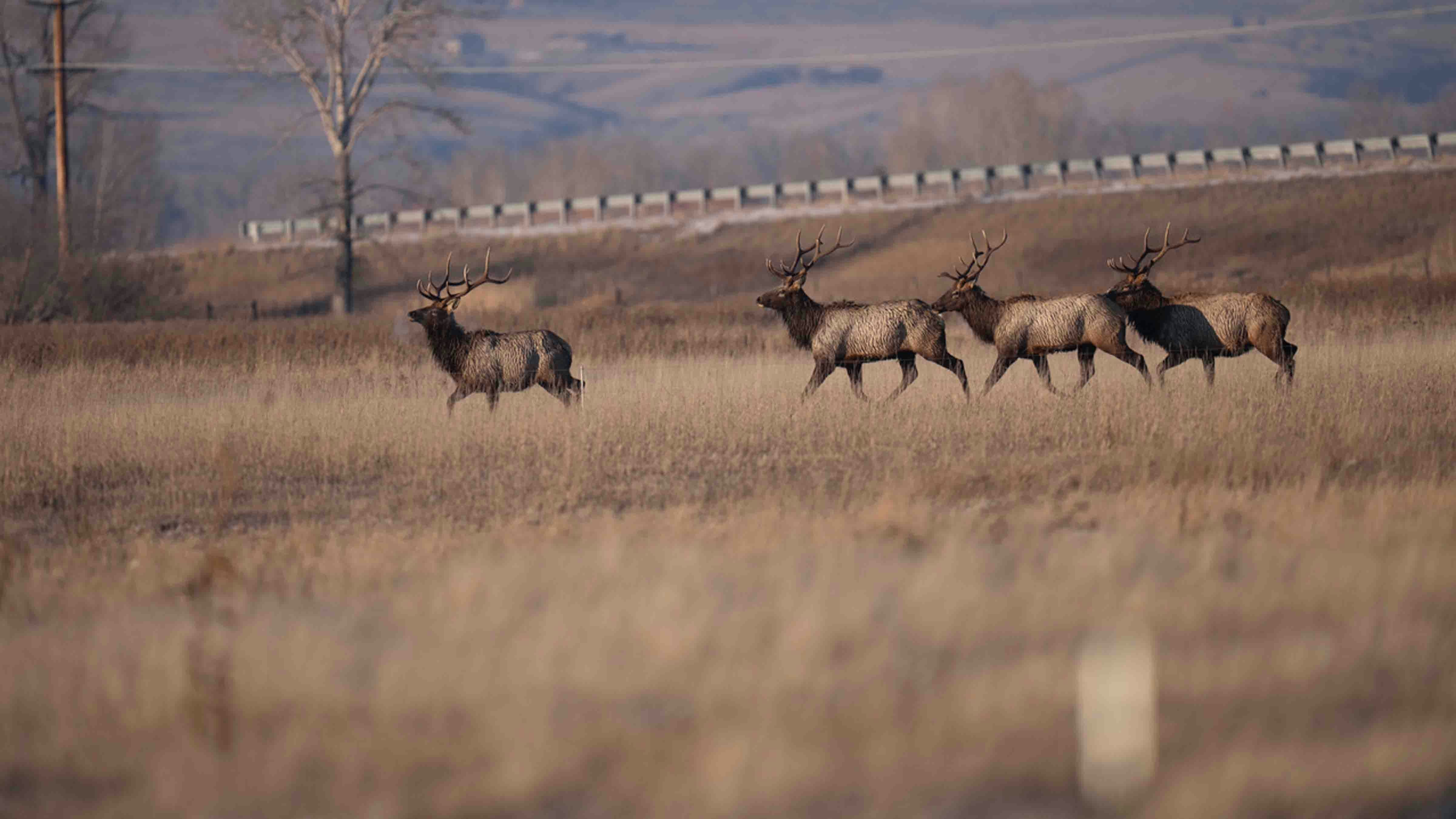 Photographer Beth Moos captured the dramatic rescue of four bull elk, which involved some aerial dynamics provided by a helicopter from Central Copters Inc.