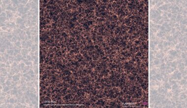 Super simulation shows that something changed in the universe