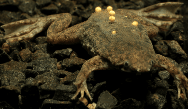 Trypophobia: Why The Surinam Toad Is Pure Nightmare Fuel For A Lot Of People