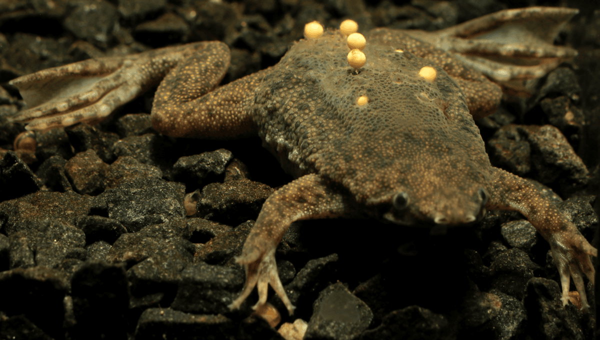 Trypophobia: Why The Surinam Toad Is Pure Nightmare Fuel For A Lot Of People