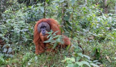 Tragedy As Floods Wipe Out 11 Percent Of The World’s Rarest Orangutan Population