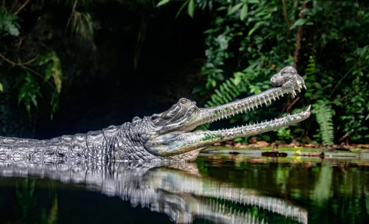 The Gavialis Gangeticus With The Lowest Bite Force But A High Pressure Delivery