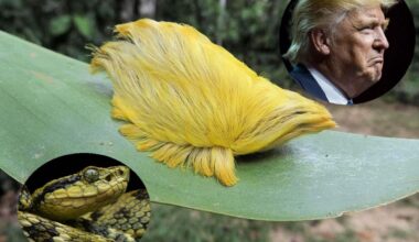 Composite image of the Peruvian Bothrops pit viper, the fluffy but venomous "Trumpapillar" from Peru