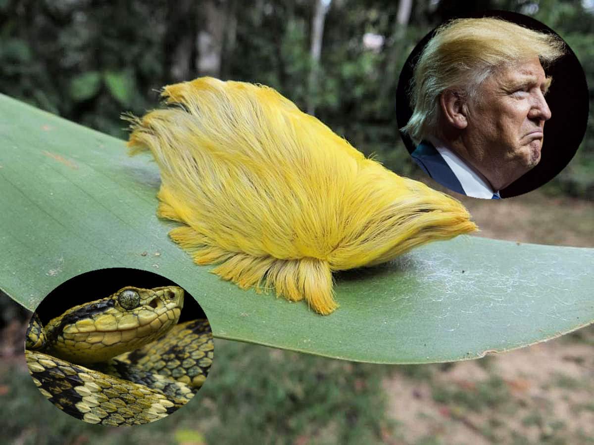 Composite image of the Peruvian Bothrops pit viper, the fluffy but venomous "Trumpapillar" from Peru