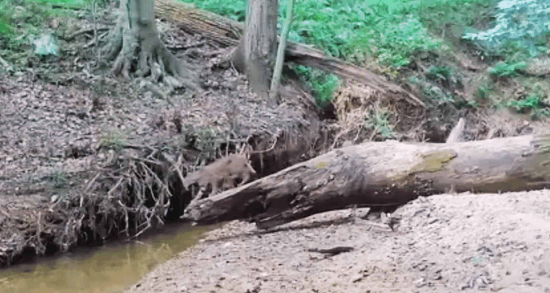 Trail Camera Reveals Unbelievable Footage Of Elusive Creature In Maryland