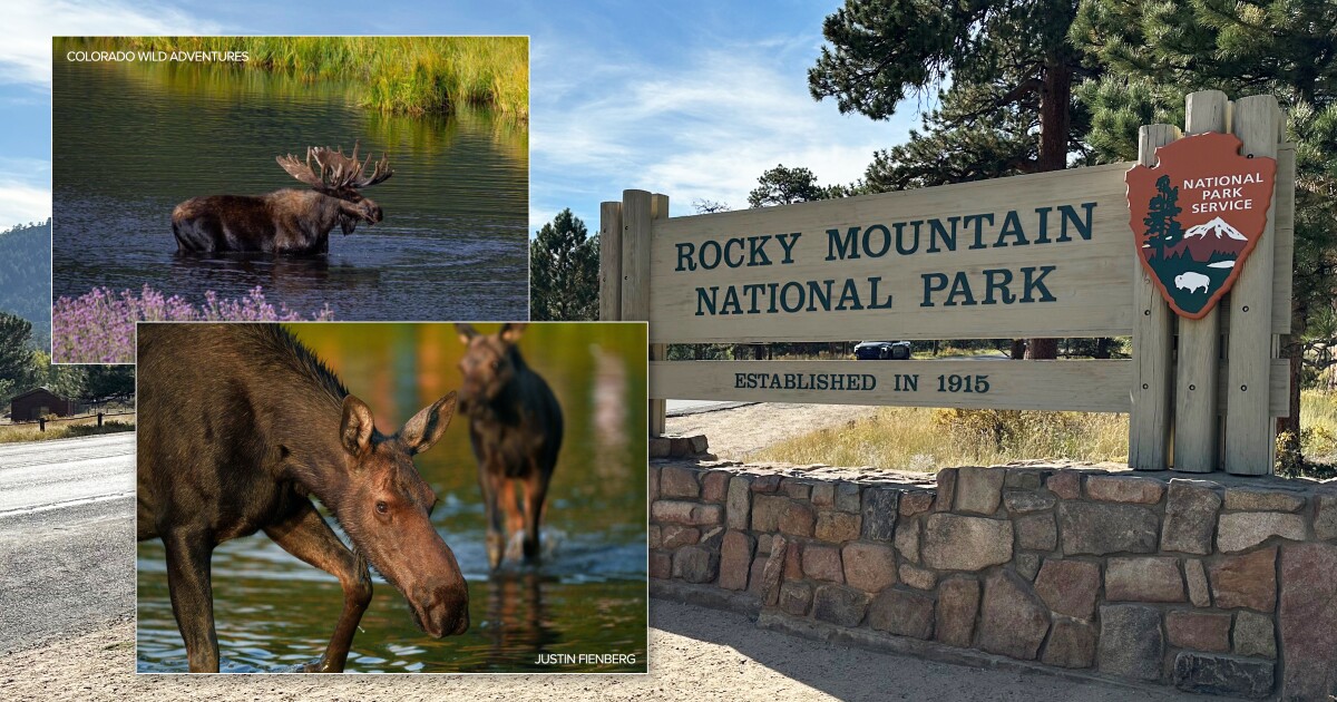 Rocky Mountain National Park wetlands threatened by booming moose population