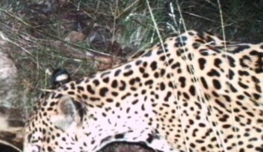 New jaguar spotted in southern Arizona