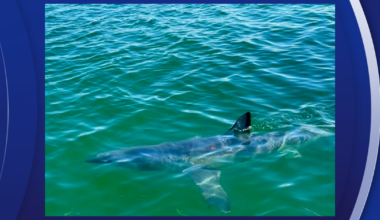 Shark steals the show off Honeymoon Island in once-in-a-lifetime sighting