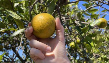 Florida counties may be breaking the law with rural boundaries to manage growth