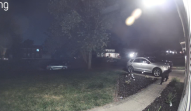 What happened to the black bear spotted in Greenhills and Springfield Township?