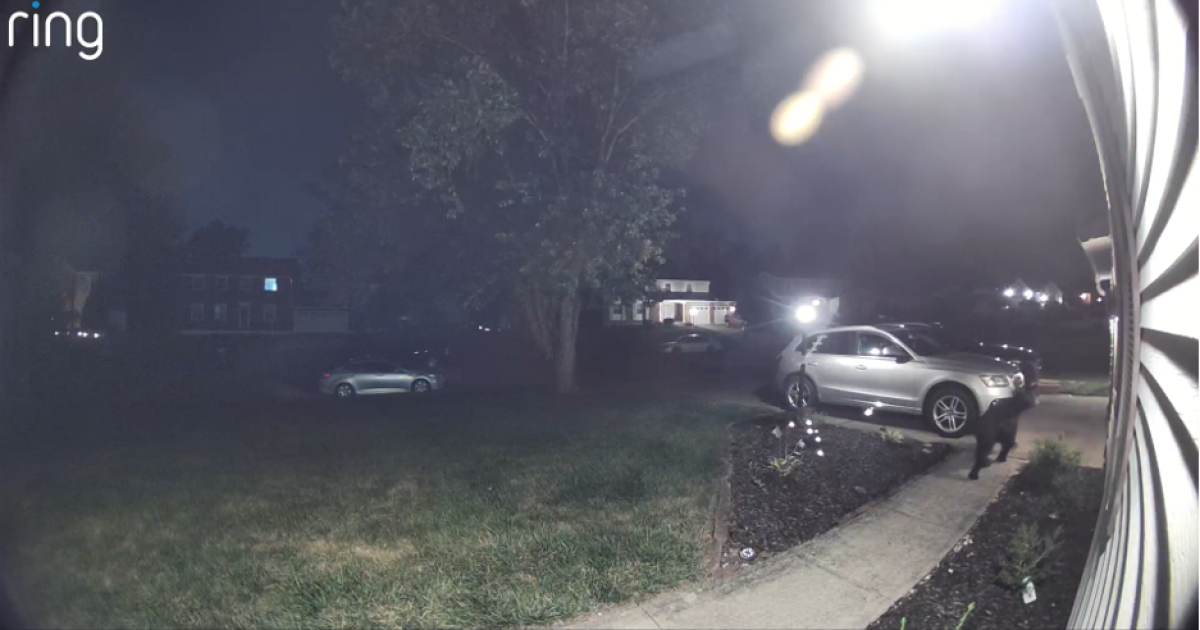 What happened to the black bear spotted in Greenhills and Springfield Township?