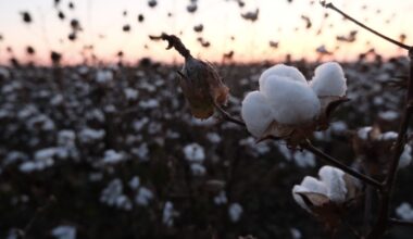 After a year of economic uncertainty, Black farmers look to the future : NPR