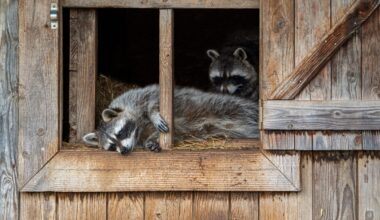 Could raccoons be our future pets? Science says not for millennia : Short Wave : NPR