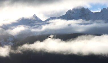 What’s happening with Alaska’s largest bald eagle congregation? It’s hard to say
