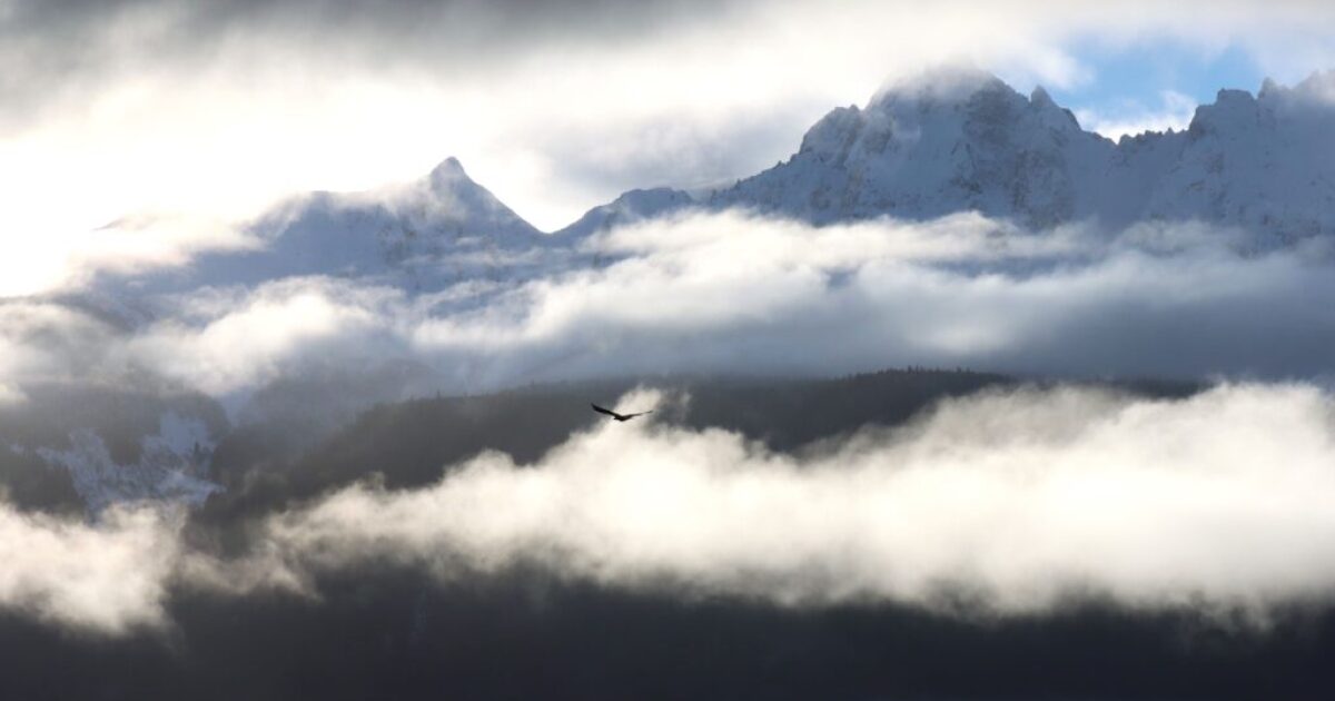 What’s happening with Alaska’s largest bald eagle congregation? It’s hard to say