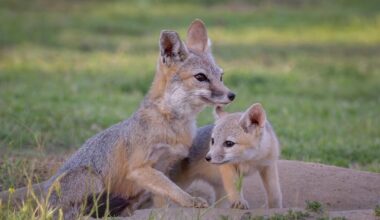 Bald eagles, bears and foxes are dying from rat poisoning. Here's how you can protect them