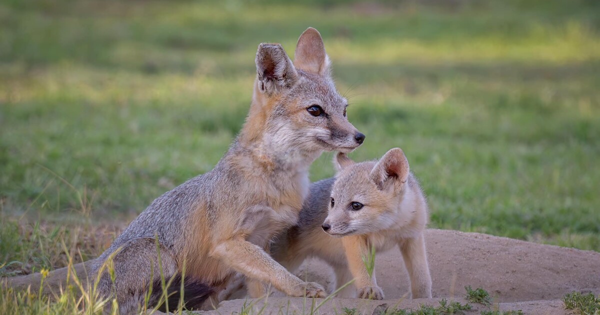 Bald eagles, bears and foxes are dying from rat poisoning. Here's how you can protect them