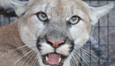 Why the recent capture of mountain lion P-129 is a big deal for the 101 Freeway wildlife crossing