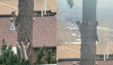 Bobcats caught on camera chasing squirrel in SLC neighborhood