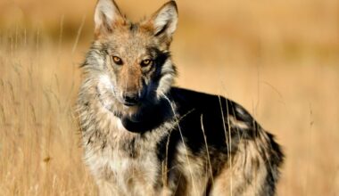 Wolf relocation from New Mexico to Grand County sparks concerns 
