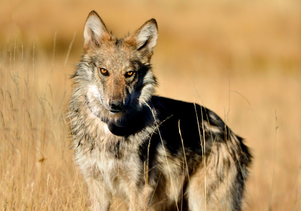 Wolf relocation from New Mexico to Grand County sparks concerns 