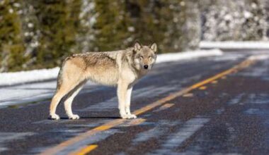 Boebert bill seeking to remove gray wolf from endangered species list passes House
