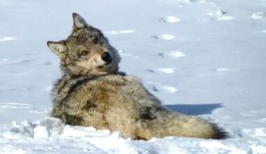 After wandering into New Mexico, Colorado gray wolf rereleased in Grand County