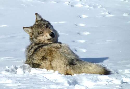 After wandering into New Mexico, Colorado gray wolf rereleased in Grand County
