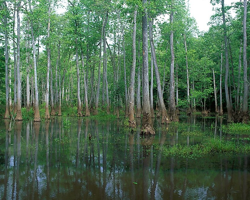 View of trees in the water, part of Bond Swamp National Wildlife Refuge in Georgia. 